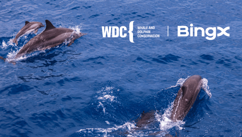BingX 慈善與鯨豚保育協會合作，攜手推動海洋保育行動
