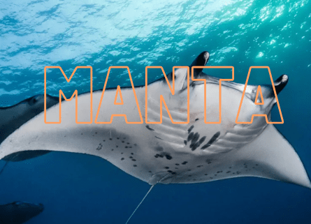 Manta Network 倒貨疑雲，散戶又當了一次韭菜嗎