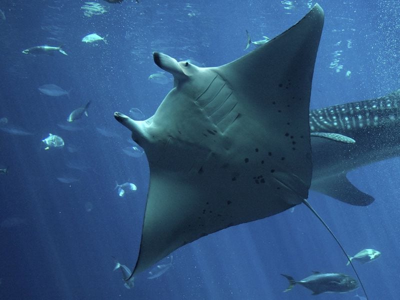 Manta Network Hit by DDoS Attack Day After Token Issuance