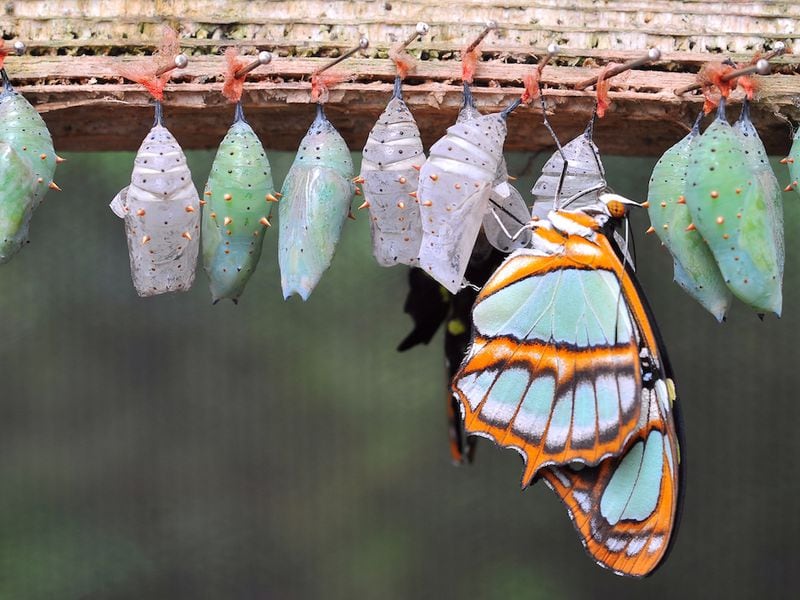 Bitcoin Options Trader Takes $20M Bet to Hedge Against Prices Dropping to $47K