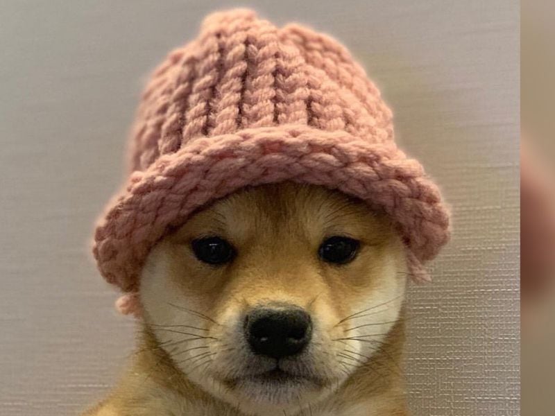 Solana Meme Coin Dogwifhat Surges 48%, Outperforming BONK, DOGE