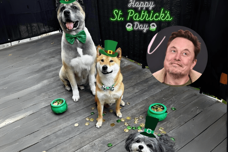 馬斯克發綠帽柴犬圖,狗狗幣僅漲3%,Solana迷因幣WIF大漲三成