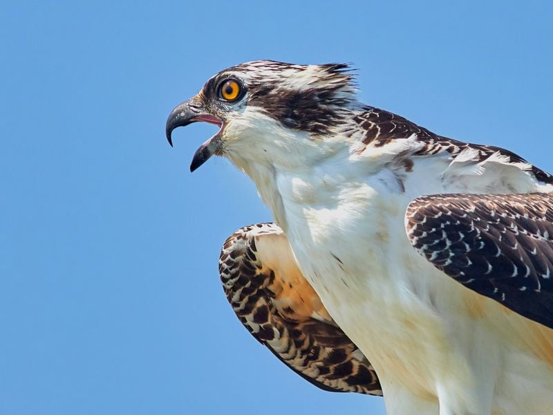 Osprey Bitcoin Trust Looking for a Buyer or Possible Merger with Bitcoin ETF