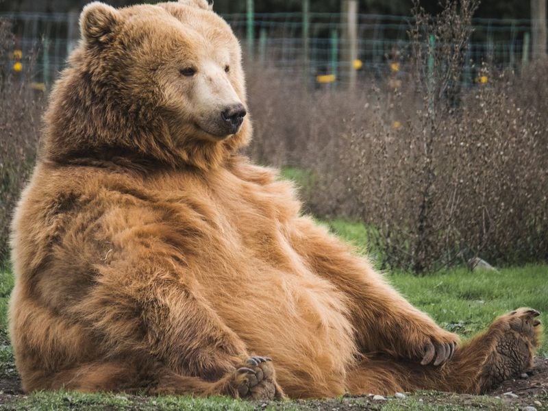 Berachain’s Crypto Trade Aggregator Ooga Booga Raises $1M