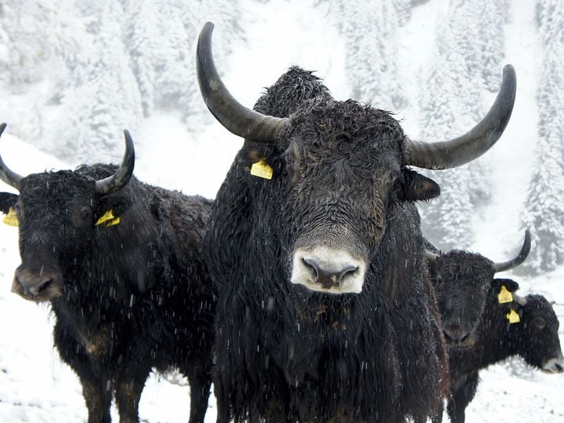 Bernstein Is ‘Now More Convinced’ That Bitcoin Will Hit $150K After Massive Rally