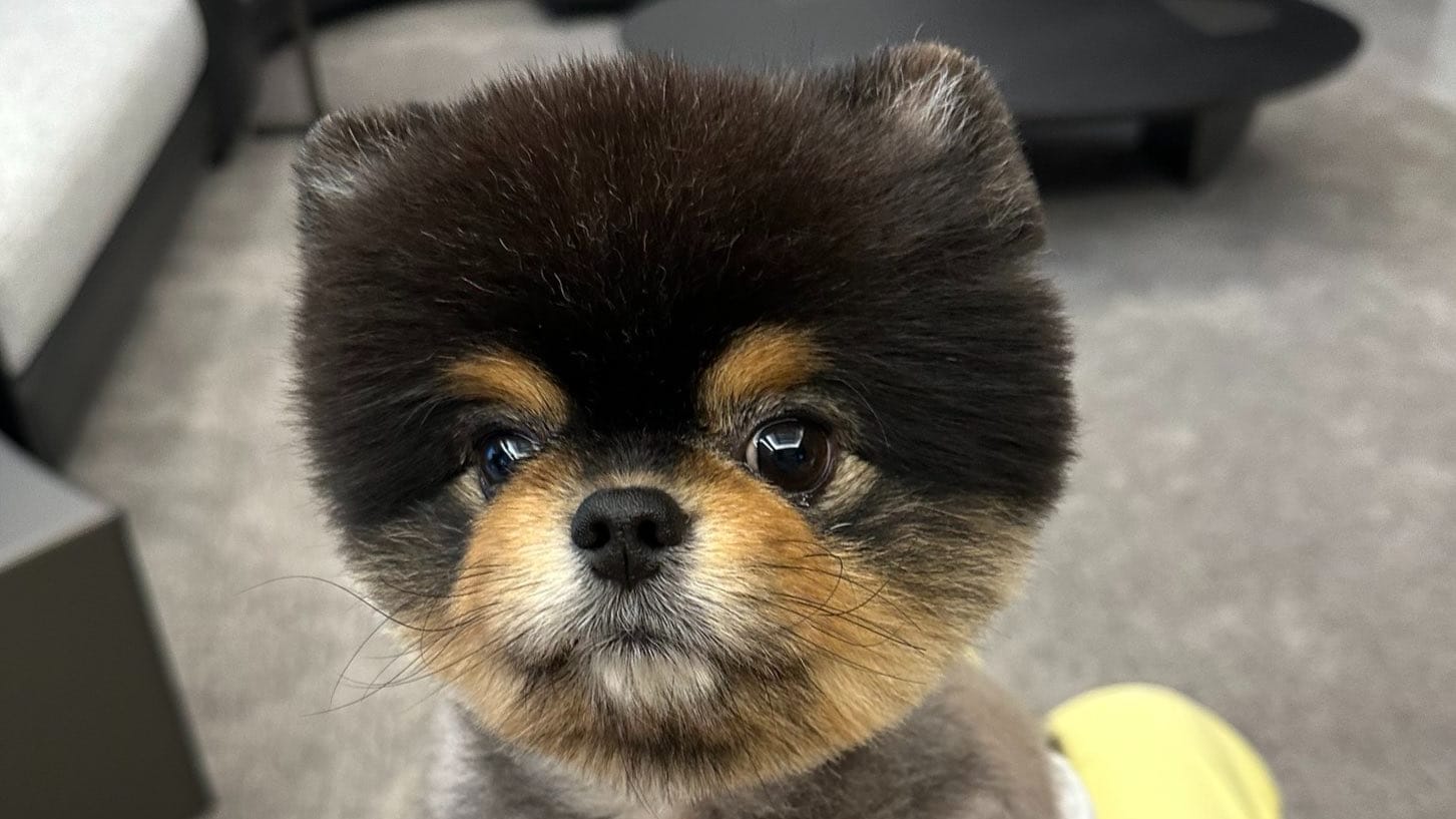 麻吉大哥再割韭菜？新迷因币项目开盘即暴跌　手续费高昂一买一卖即蚀15％