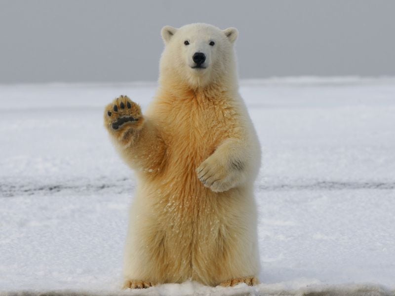 Analyst Who Called Bitcoin’s Pre-Halving Rally to $70K Turns Bearish