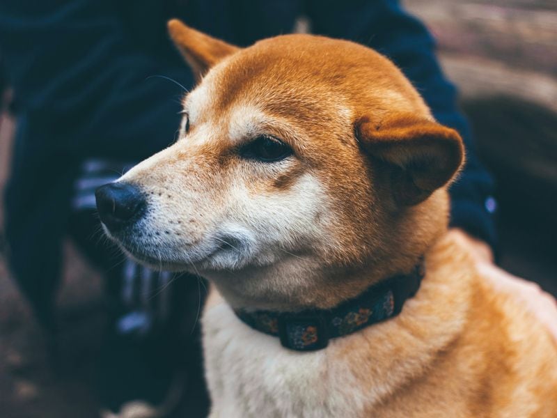 Dogecoin seems to be on track to reach a ‘Golden Cross’ situation.