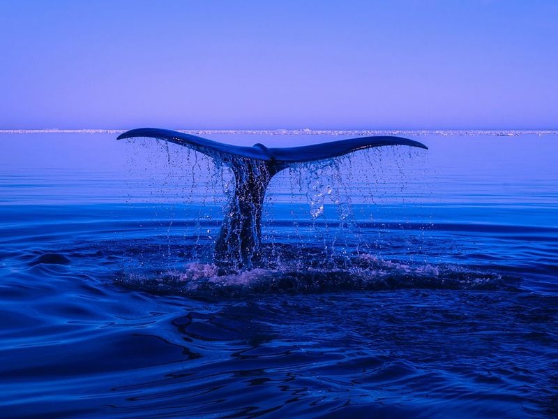 Ether ICO Whale Moves 5K ETH to Exchanges, Bringing Monthly Total to $154M