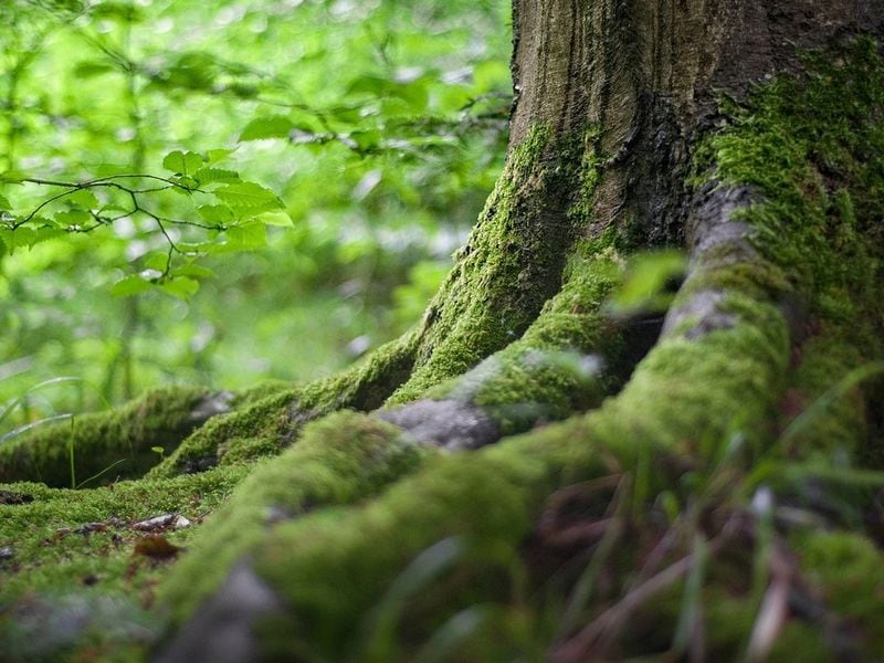 Build-on-Bitcoin Trend Imports Another Concept from Ethereum: the DAO