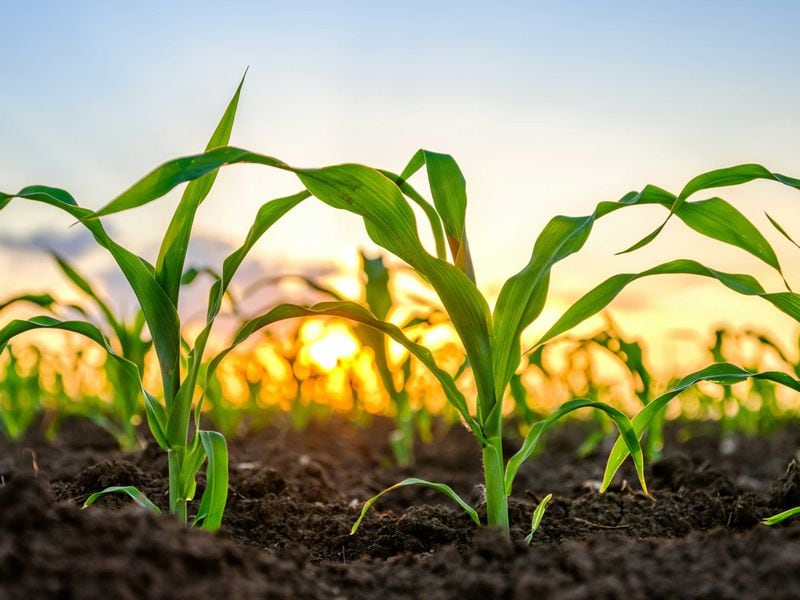 Tether’s $100M Investment in LatAm Agriculture Firm May Be a Tokenization Play