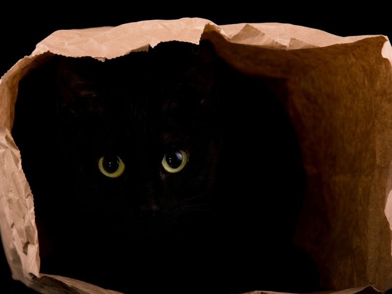 Cat-Themed Memecoins Emerge as Preferred Risk On Bets With 40% Surge in a Week