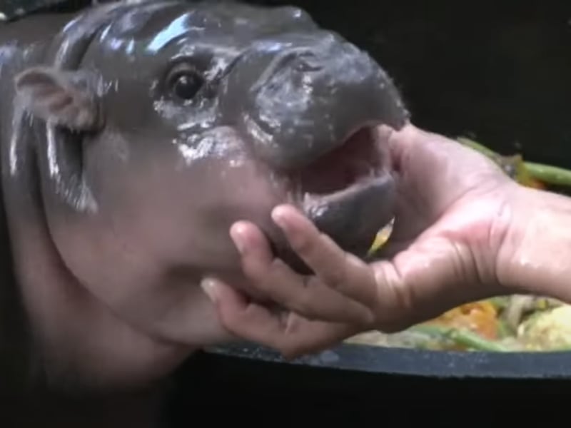 Crypto Inspired by ‘Moo Deng’ Zooms to $100M as Hippo Meme Takes Over Internet