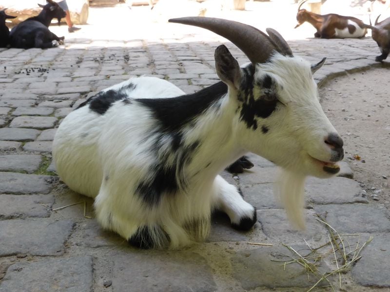 Crypto Degens Baited an Experimental AI Bot Into Promoting a Memecoin. It’s Now Up 16,000%.