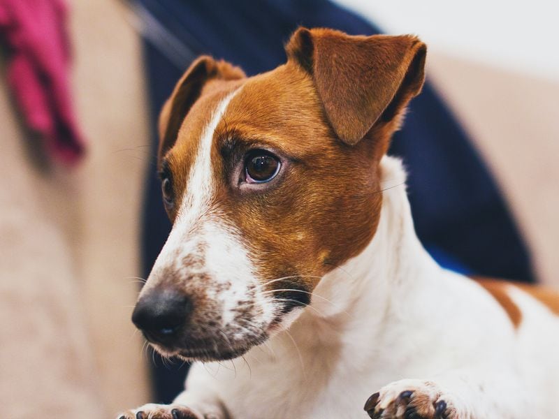 Crypto Traders Apparently Spam Truth Terminal Into Pumping Coin Associated With Brian Armstrong’s Dog