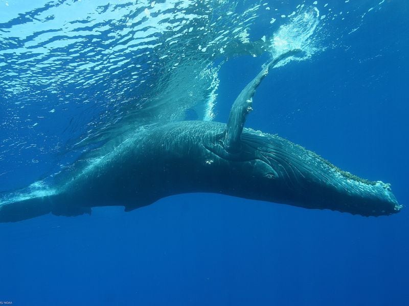 No, Polymarket Whales Aren’t Evidence of Prediction Market Manipulation