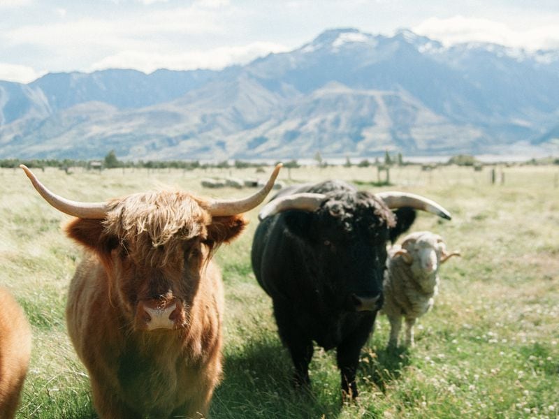 Pre-Market Trading in U.S. Crypto Stocks Explodes, With MicroStrategy Topping $300