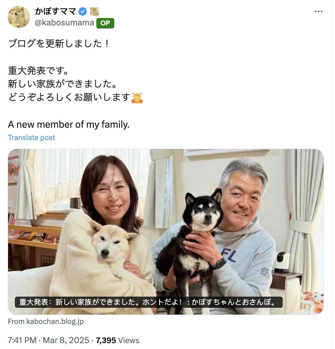 DOGE 原型柴犬 KABOSU 主人收养新救援犬，取名为“Kokoro”