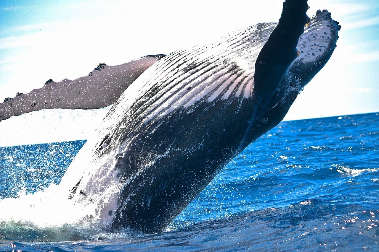 Bitcoin Whales Bought $11B of BTC in Two Weeks as Confidence Grew, Glassnode Says
