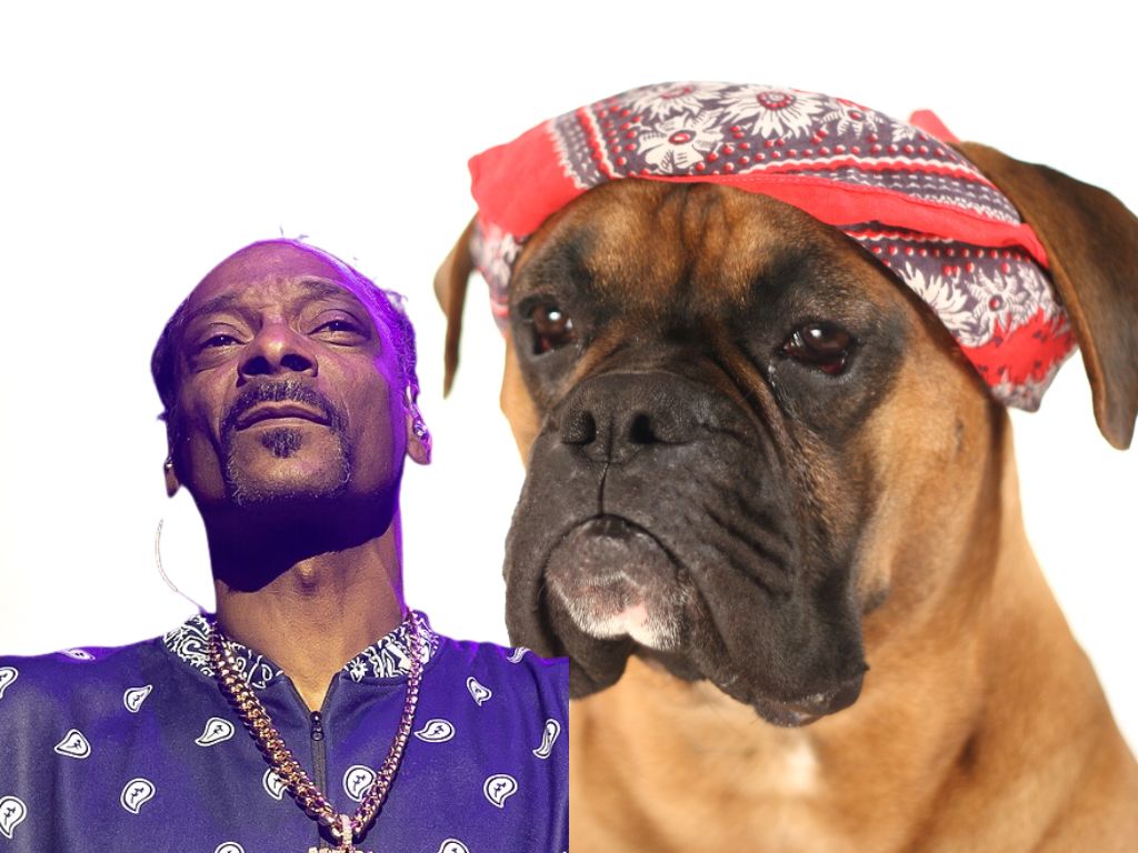 ​Snoop Dogg 表示不再使用 Spotify，透露個人音樂作品將遷移至 Web3 音樂平台 Tune.FM