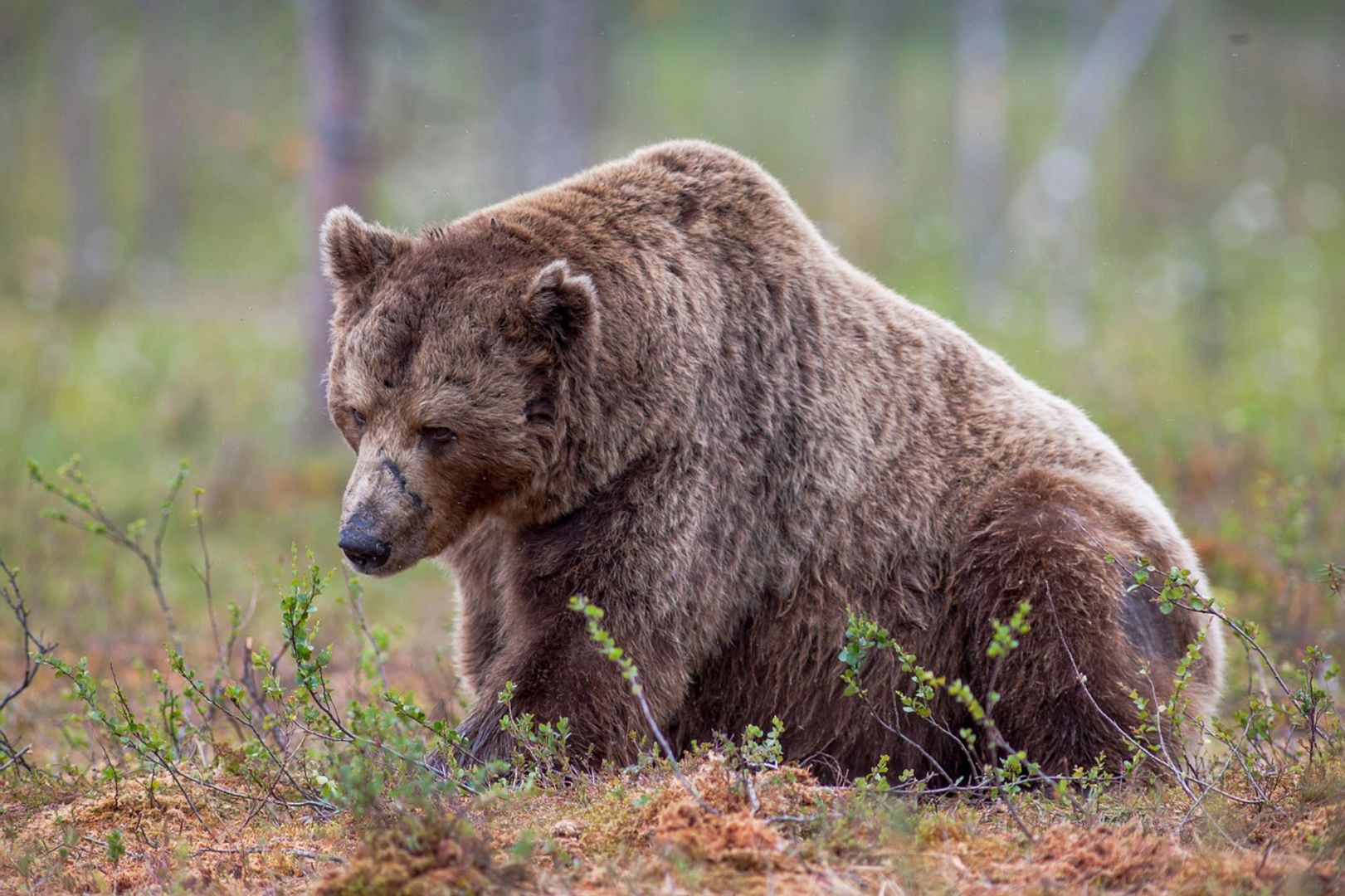 Ether Bears Are Done and That’s Fueling ETH’s Surge, Crypto Benchmark Issuer Says