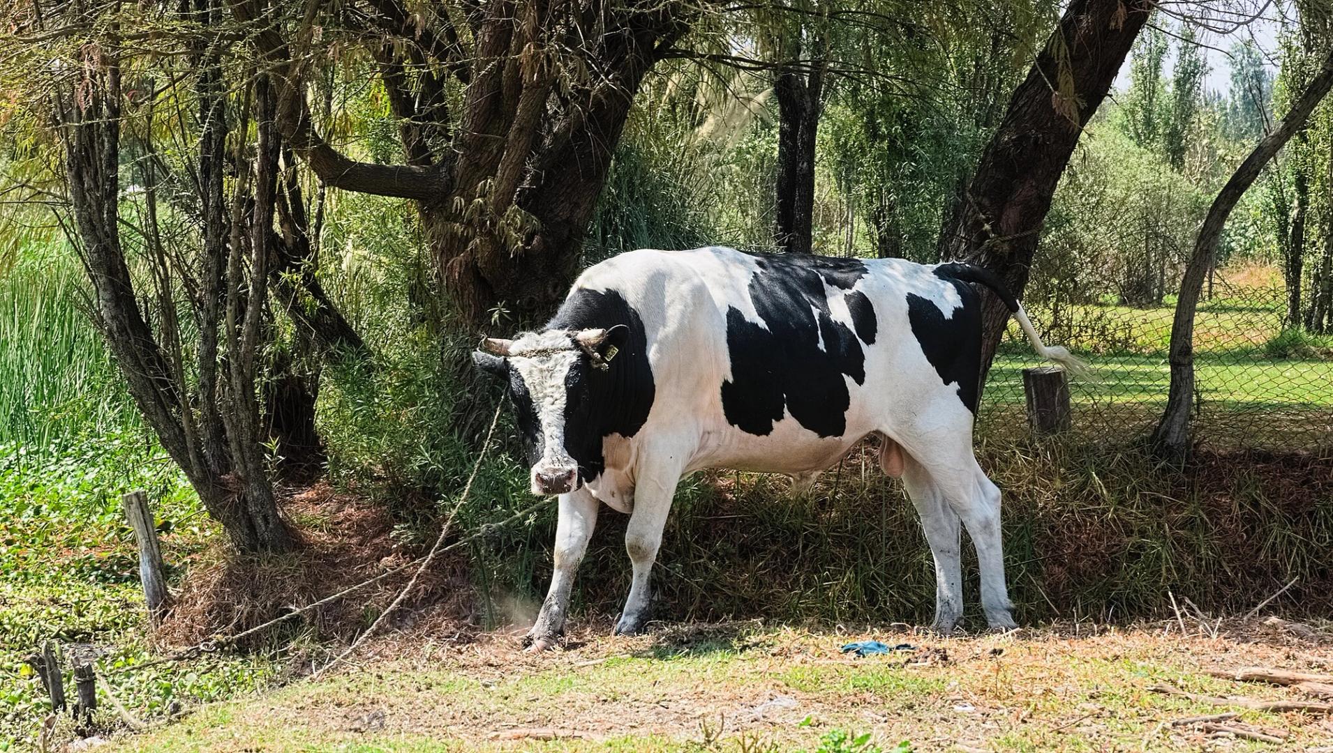 Bitcoin’s Q2 Boom Being Fueled by Corporates: Bitwise