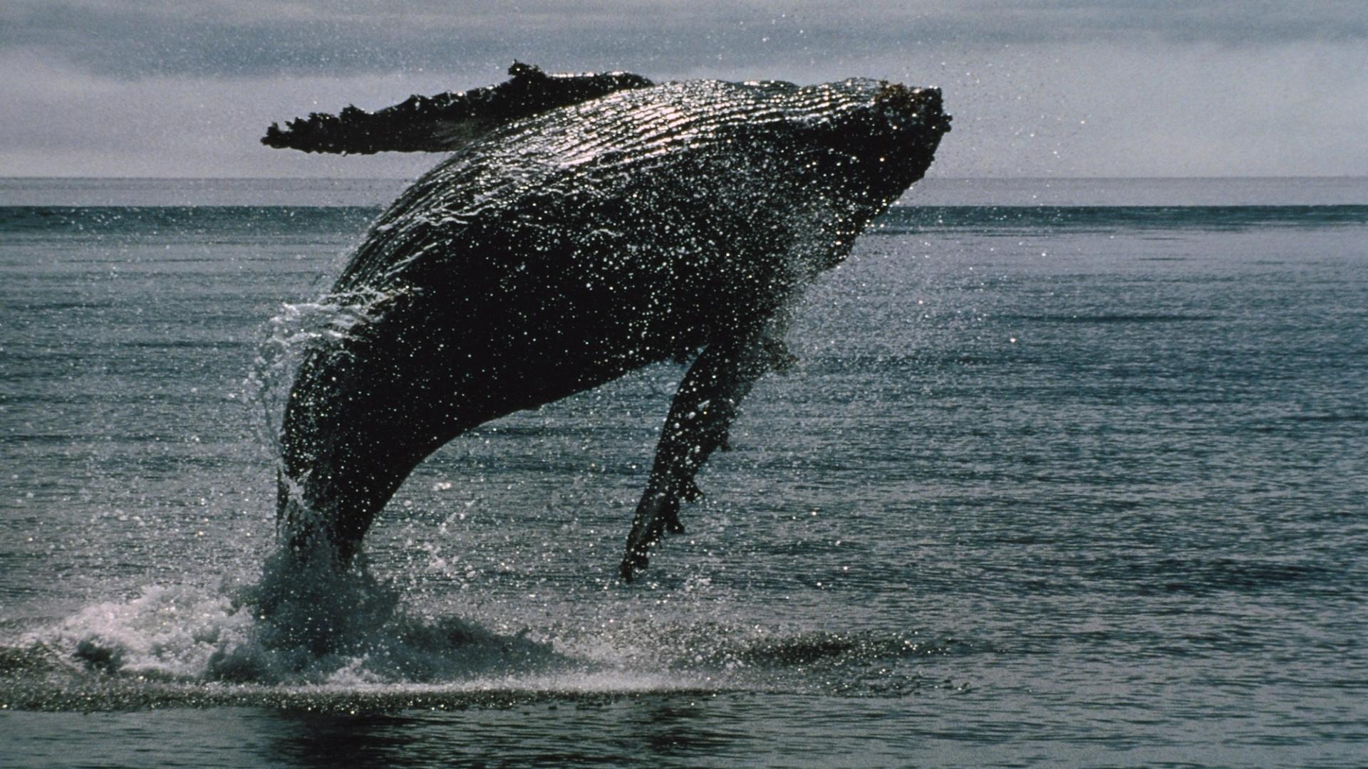 Bitcoin Whales Wake Up From 14-Year Slumber to Move Over $2B of BTC