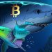 Bitcoin sharks stack at the fastest pace in 13 years, with BTC down 30%