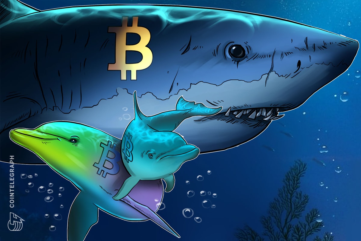 Bitcoin sharks stack at the fastest pace in 13 years, with BTC down 30%