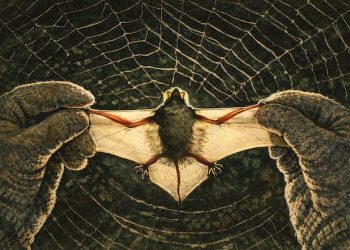 印度再現致命立百病毒！14 歲男孩死亡、60 人列高風險接觸者，WHO：此輪疫情屬「低風險」 