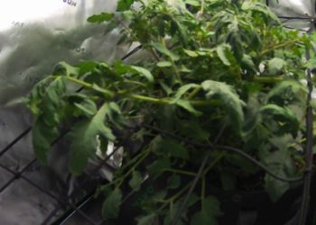 Claude 不只會寫 Code 還會種番茄！全自動溫室餵養「Sol」還有出迷因幣？ 