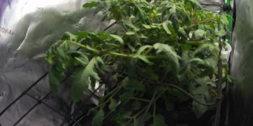 Claude 不只會寫 Code 還會種番茄！全自動溫室餵養「Sol」還有出迷因幣？ 