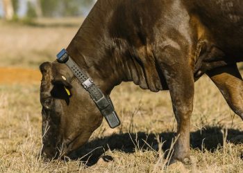 Peter Thiel 領投 AI 新創 Halter，牧牛項圈技術推升估值上看 20 億美元 