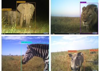 Google 開源模型「 SpeciesNet」簡化物種標註作業,發揮保育效率