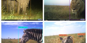 Google 開源模型「 SpeciesNet」簡化物種標註作業,發揮保育效率